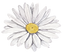 白い花