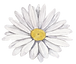 White Daisy Illustration