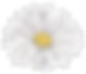 White Flower