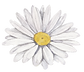 White Flower