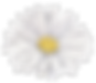 White Flower