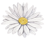 Chamolmile