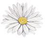 白い花