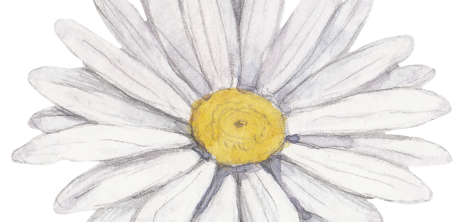 Fleur blanche