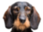 Kimi_Portrait_homepage._edited.jpg