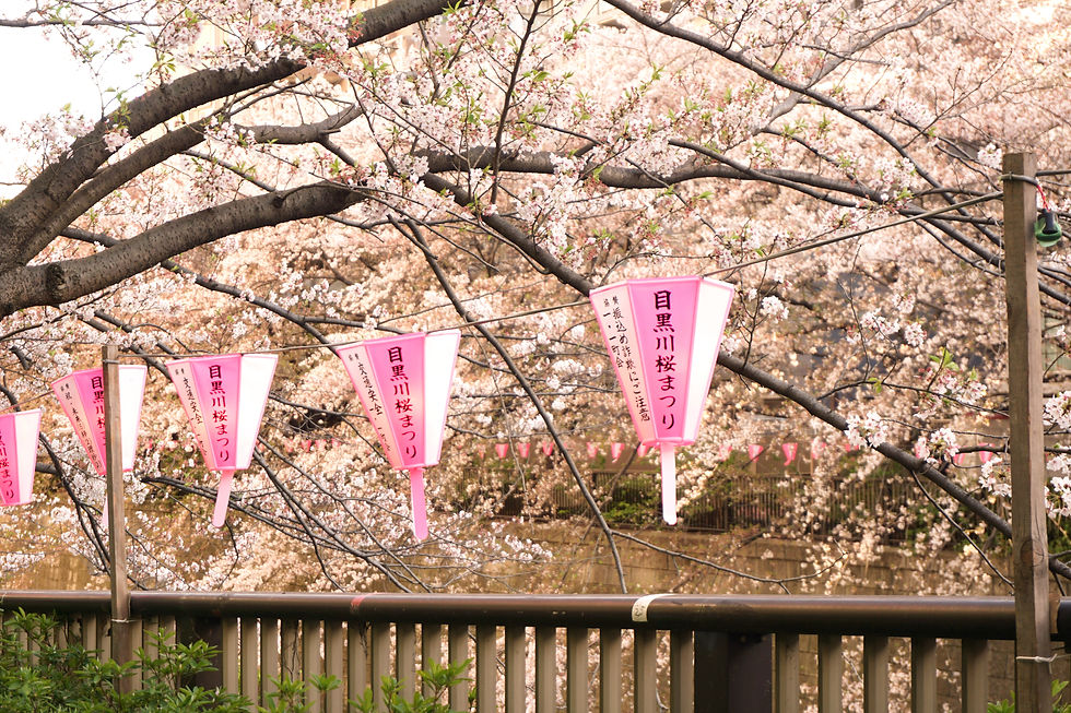 Cherry blossoms with pink lanterns reading "Meguro River Cherry Blossom Festival," set against a wooden fence. Serene spring scene.