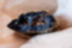 Close-up of a half-eaten black curry bread with a gooey filling on a beige paper background, showing its texture and detail.