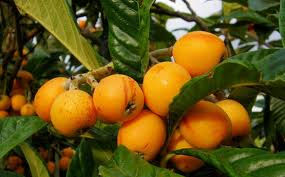NISPEROS