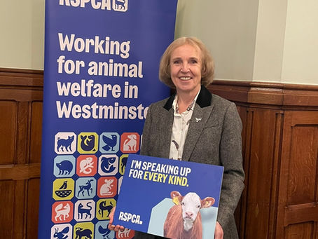 RSPCA drop-in