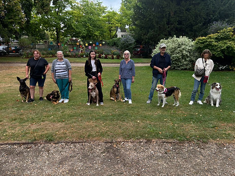 Education canine Club Meddog