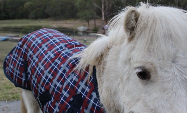 Thumbnail: XXS Mini/Foal rain sheet rug, 1200D outer - 3'1" & 3'5"
