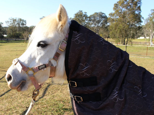 Thumbnail: Mini/Pony 300grm Comb with detachable neck, 1200D, 300g fill, Sizes 3'5" to 4'9"