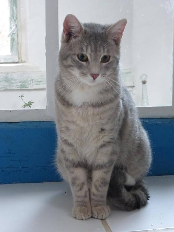 Adoptions 16 Les Amis De Mathurin Adoptions 16 Les Amis De Mathurin