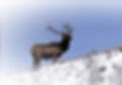 elk%252520pic_edited_edited_edited.jpg