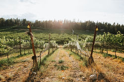 Blind Tiger Vineyards Views