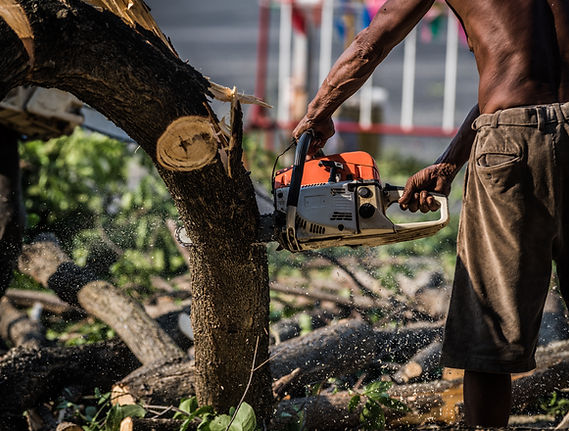 person-cuts-tree-with-chainsaw-in-urban-setting-2026-03-23-22-58-26-utc.jpg