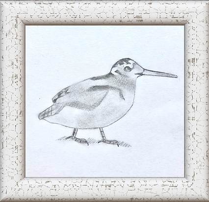 Woodcock.png