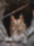 An Eastern Screech Owl in a tree cavity.