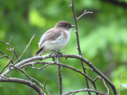 Eastern Phoebe
