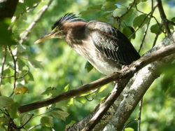 Green Heron (Butorides virescens)