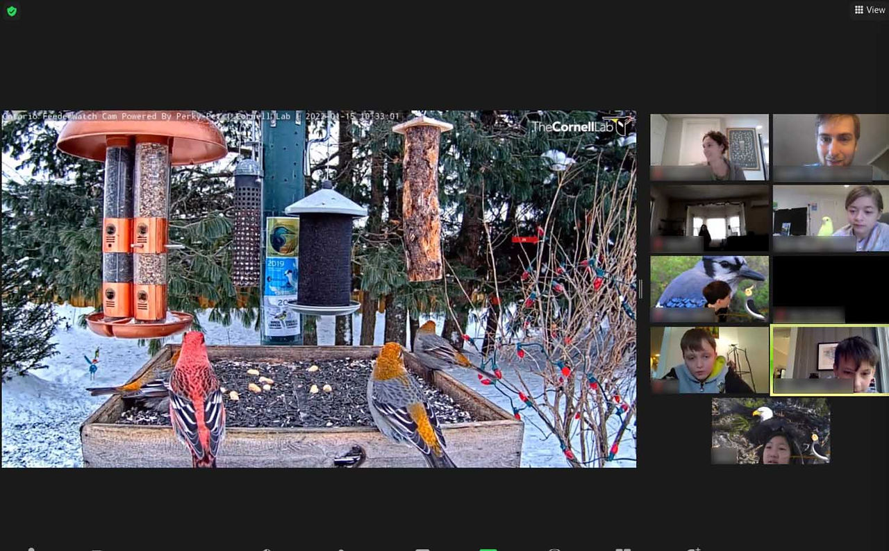 Pine Grosbeak