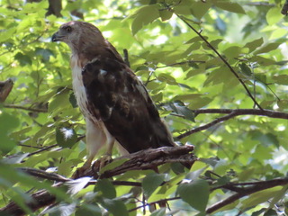Red-tailed hawk perching. We are looking at the hawk from the side. It is facing to the left of the photo. We can see the white breast of the hawk, the mottled brown belly bar, yellow feet and sharp, hooked beak. The hawk is surrounded by deciduous greenery.