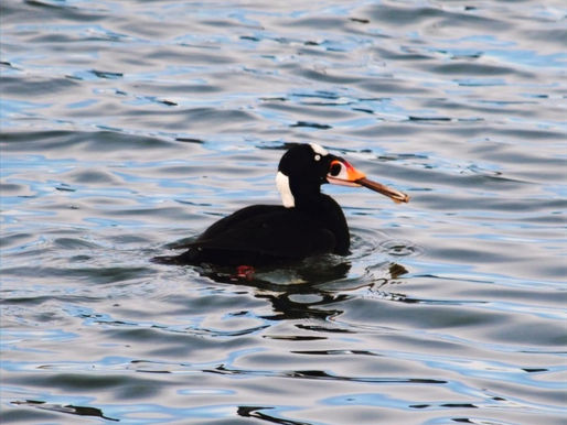 Birding at Squantum Point Park in Quincy!