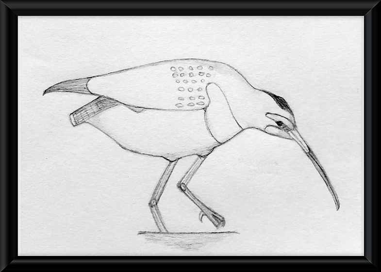 Hudsonian Godwit.png