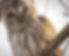 A Barred Owl's face.