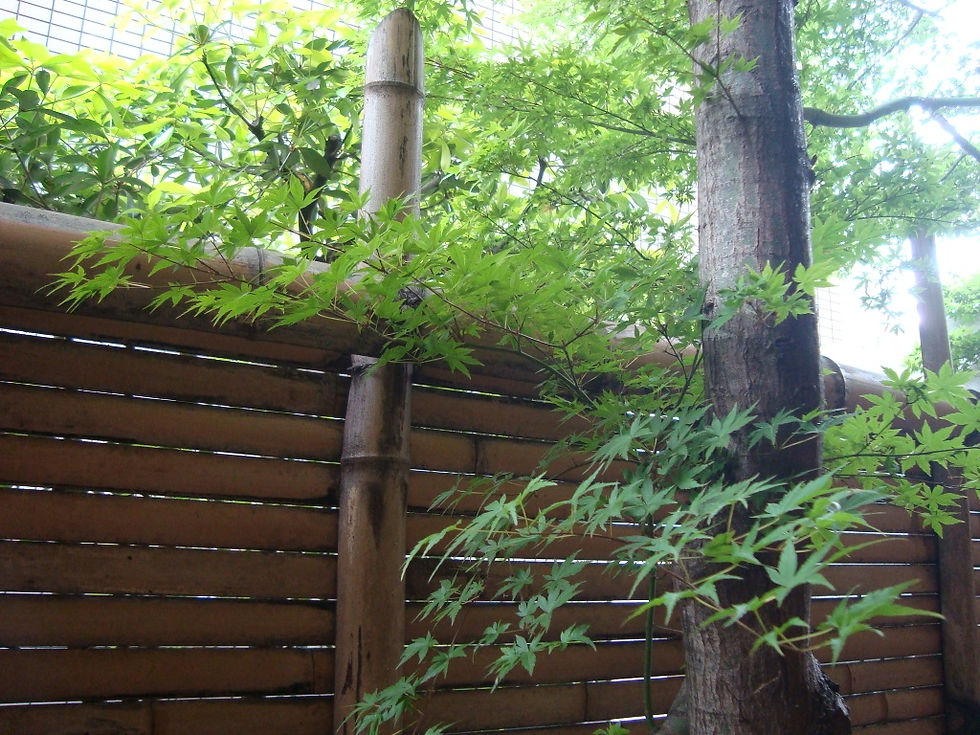 竹垣の前で若葉を茂らせる青楓の枝
