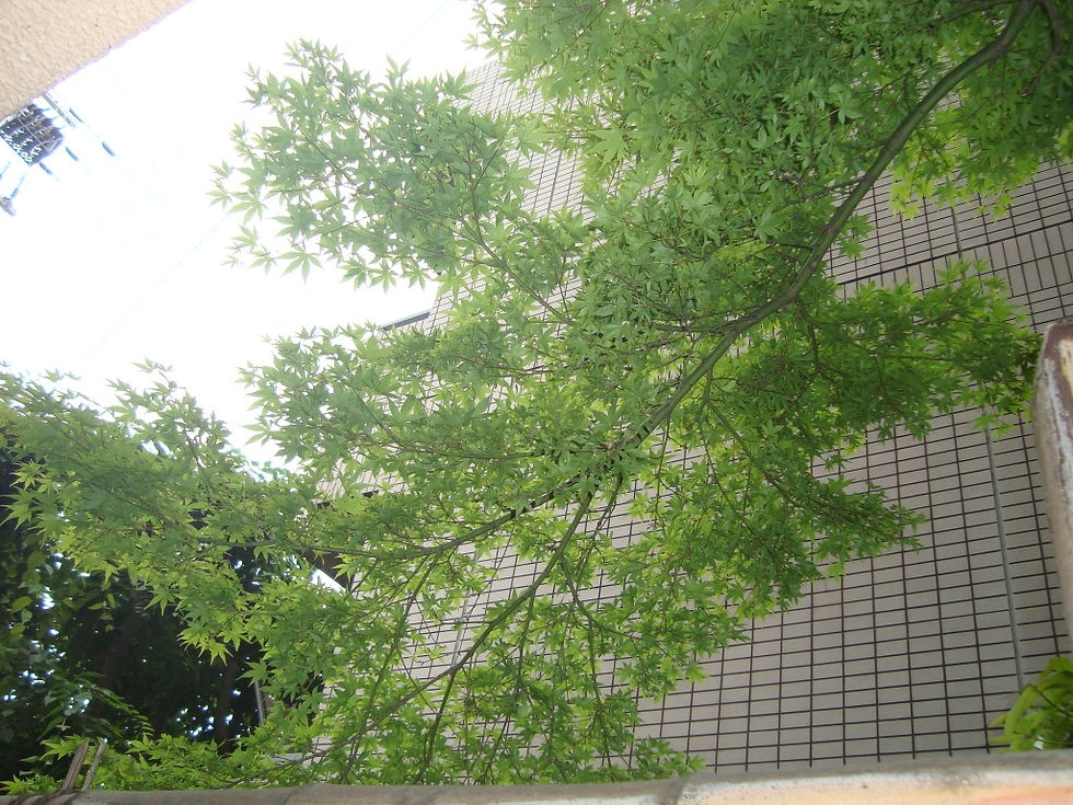 見上げた青空と新緑の青楓