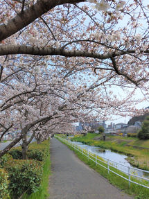桜・・そして菖蒲の花へ