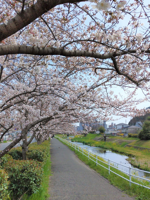 満開の桜が頭上に枝を広げる、川沿いの遊歩道