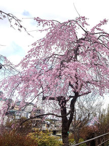 桜のマグカップ