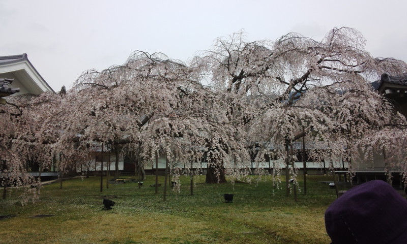 曇り空の下、庭に枝を広げる満開のしだれ桜