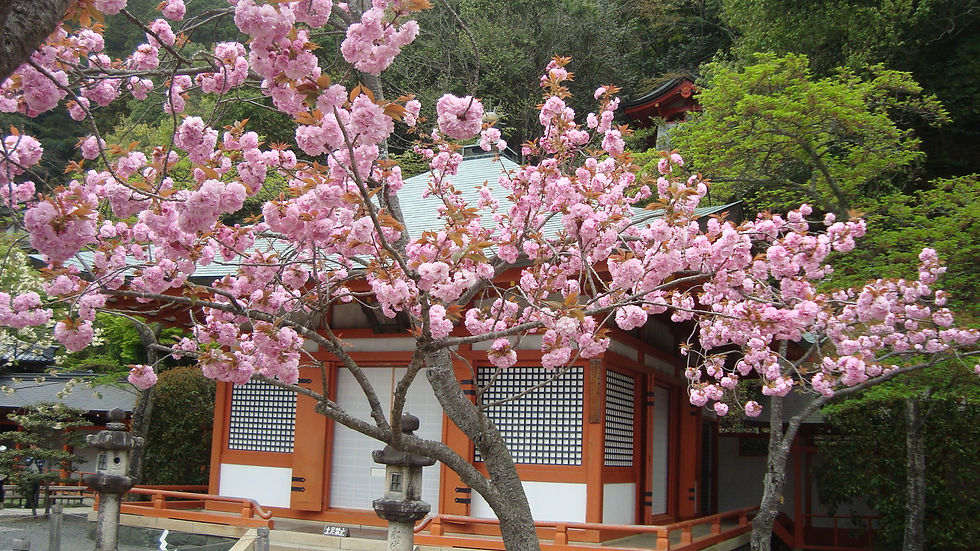 本殿の朱塗りの建物を背に咲くピンク色の八重桜