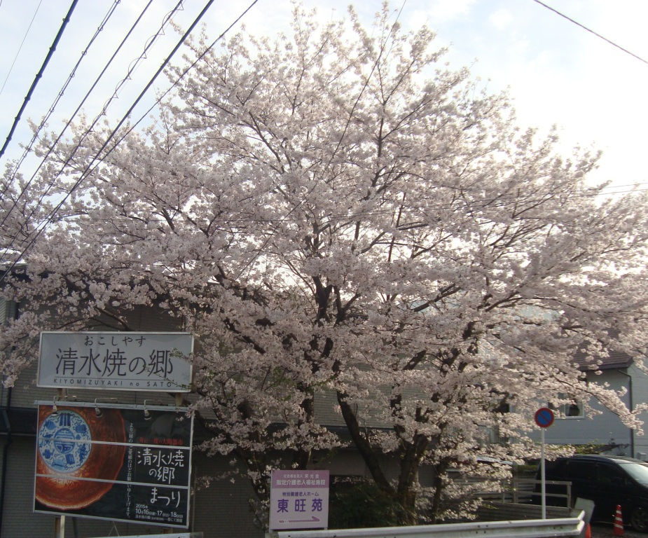 満開の桜と「清水焼の郷まつり」の看板
