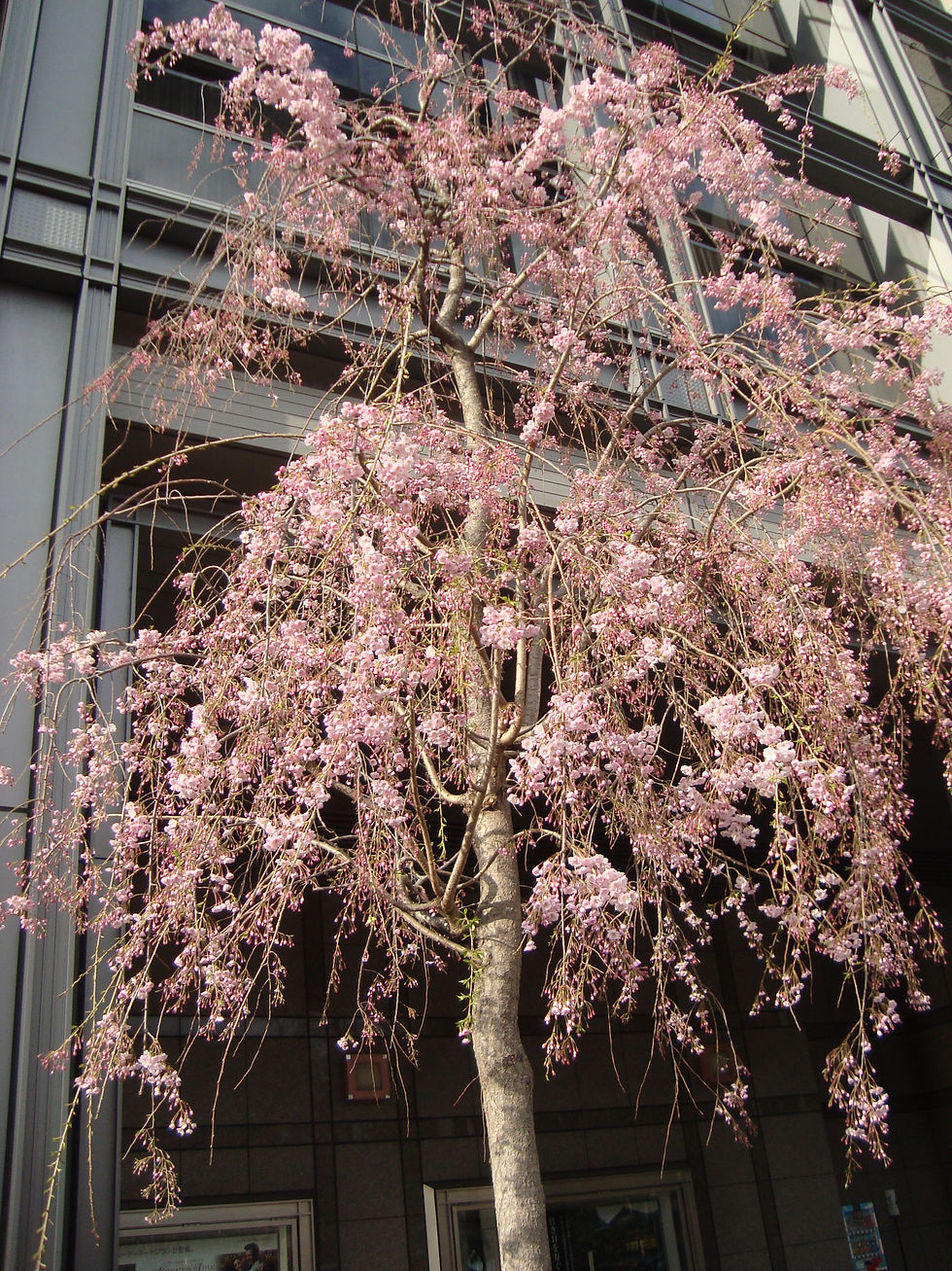 ビルを背に薄紅色の花を咲かせるしだれ桜