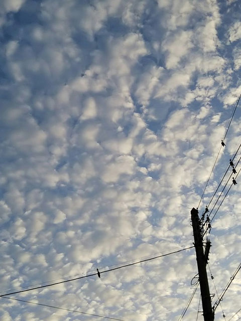 夕空いっぱいに広がるいわし雲と電柱