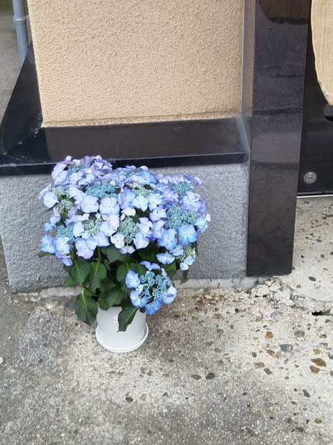 玄関先に置いた青い紫陽花の鉢植え
