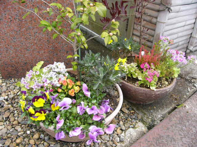 玄関先に置かれたパンジーなど色とりどりの花の寄せ植え