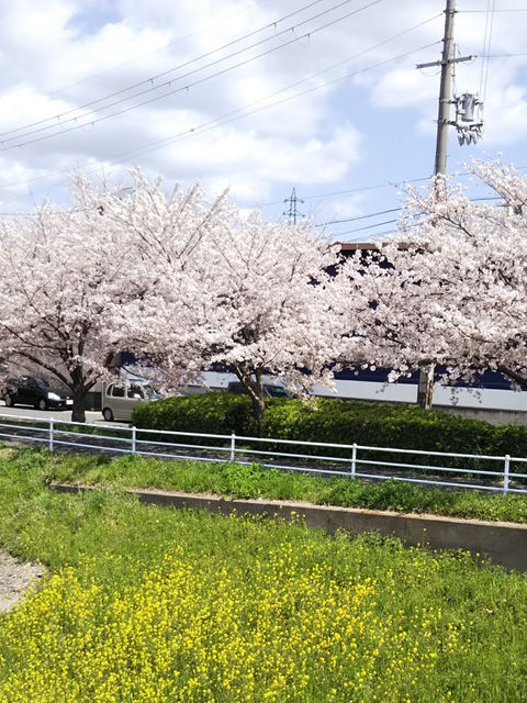 菜の花畑の向こうに満開の桜並木が続く