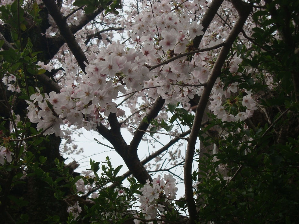 濃い緑の葉と枝の間に咲く桜の花