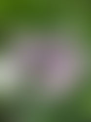 紫陽花のうつわ