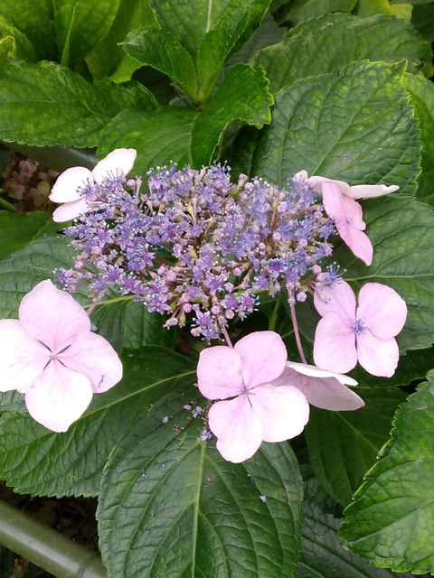 紫陽花のうつわに咲く、薄紫色のガクアジサイ