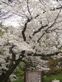 桜開花しました♪