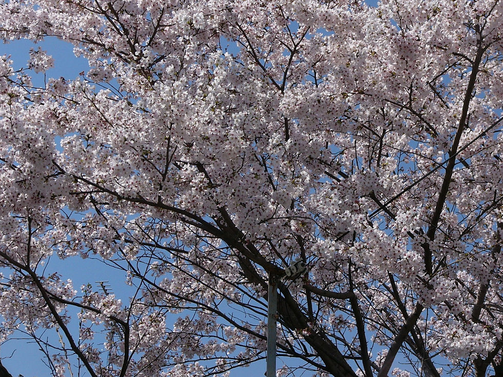 青空を背景に枝いっぱいに咲く満開の桜