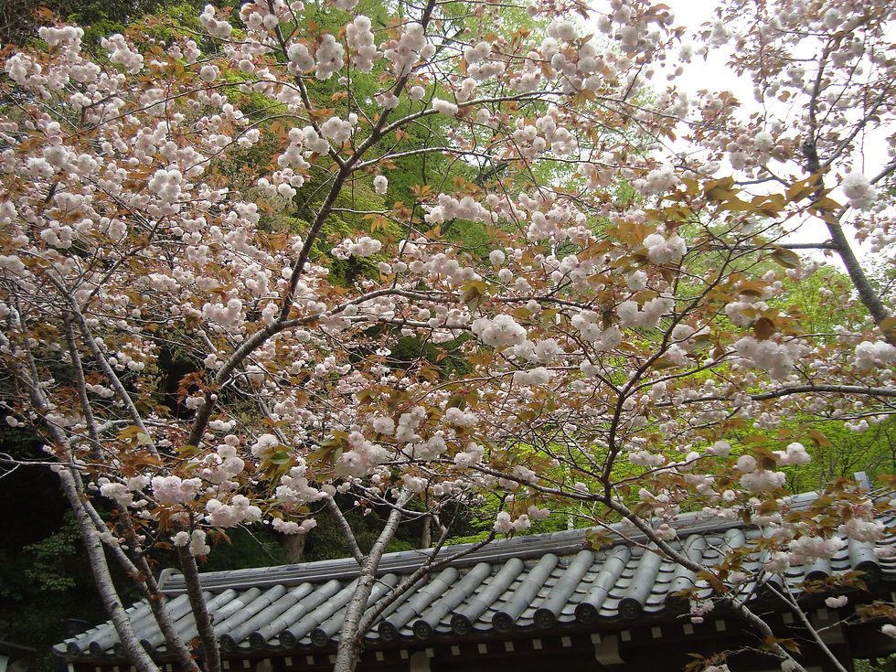 鞍馬寺の山門の屋根越しに咲く、淡い色の桜
