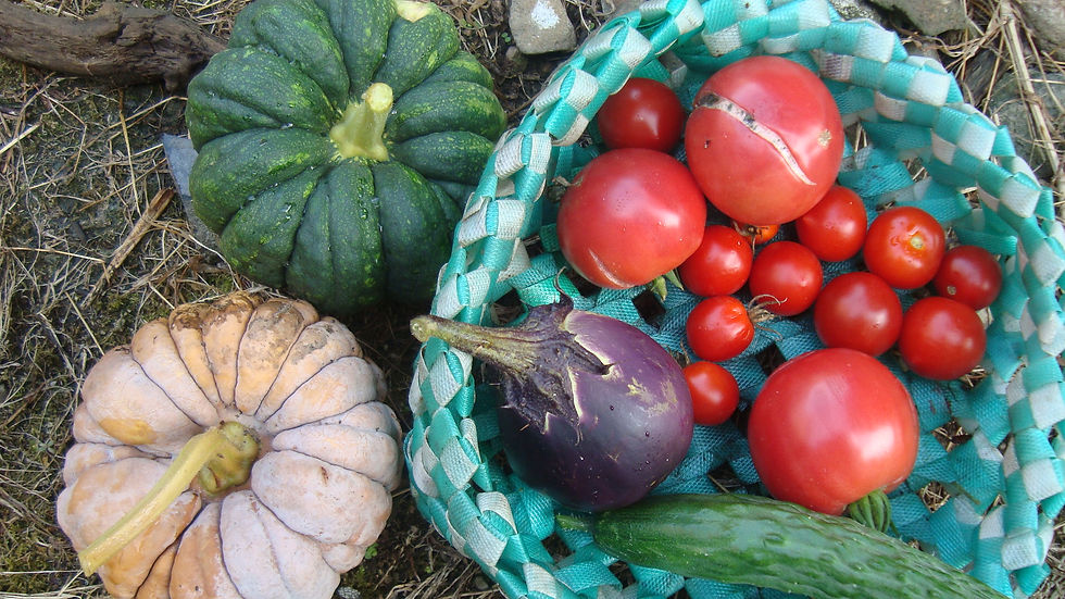 籠に入れたミニトマト、茄子、きゅうり、緑のかぼちゃなど夏野菜の収穫