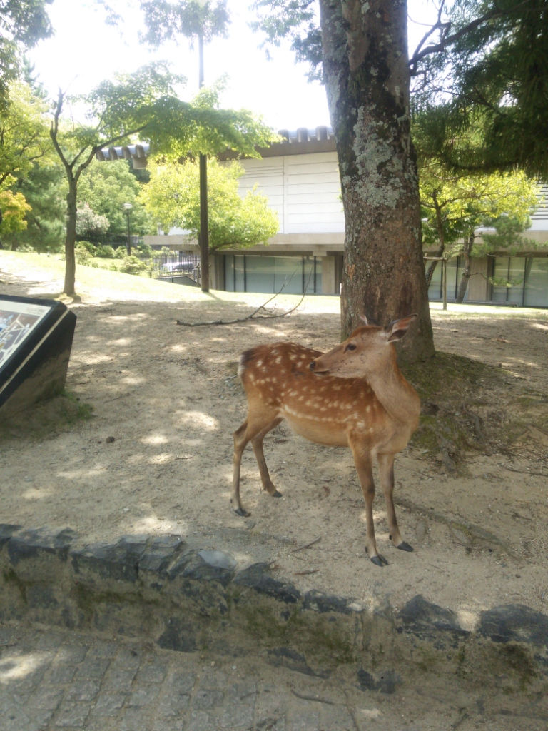 木の下に立つ奈良の鹿